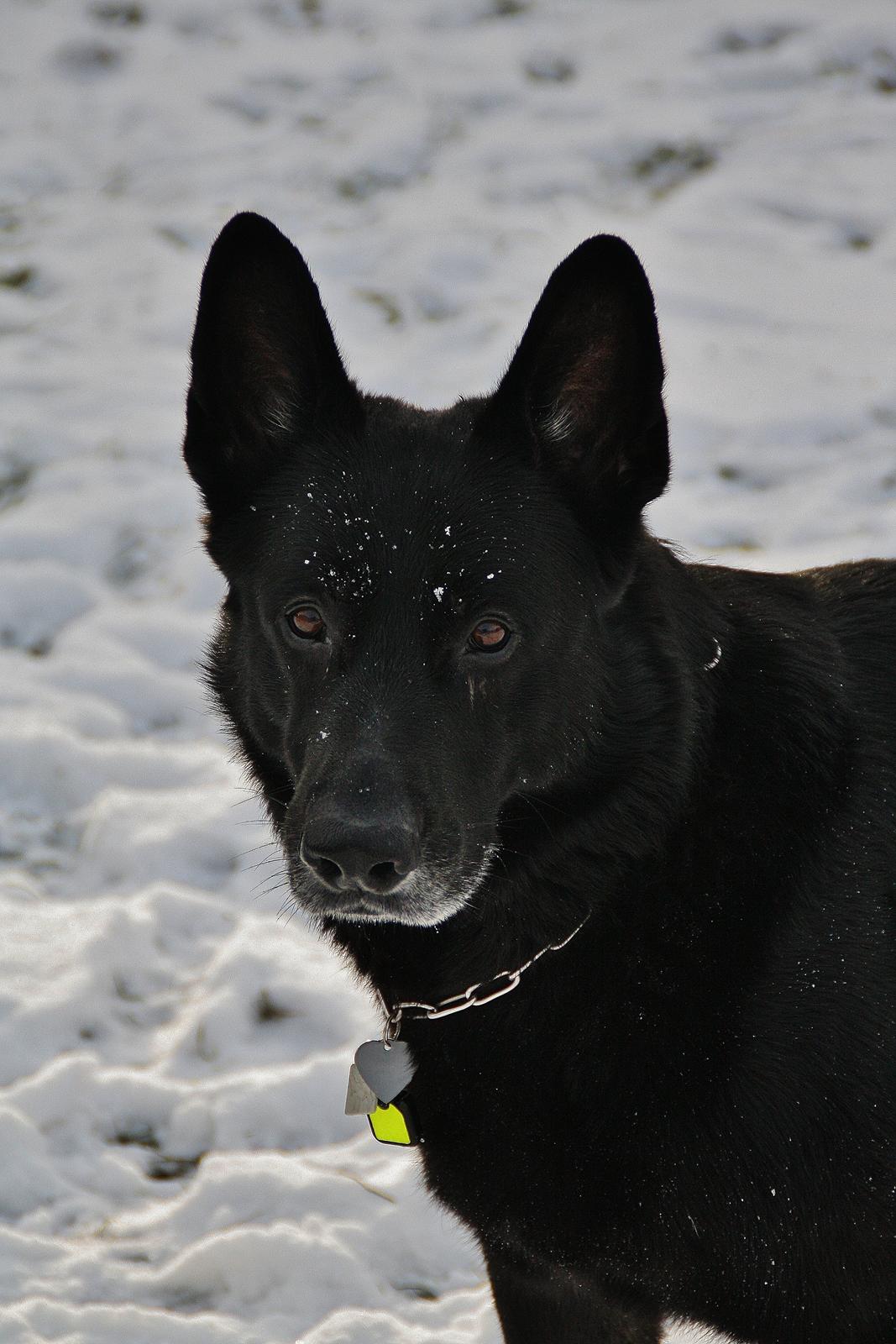 Schæferhund King billede 8