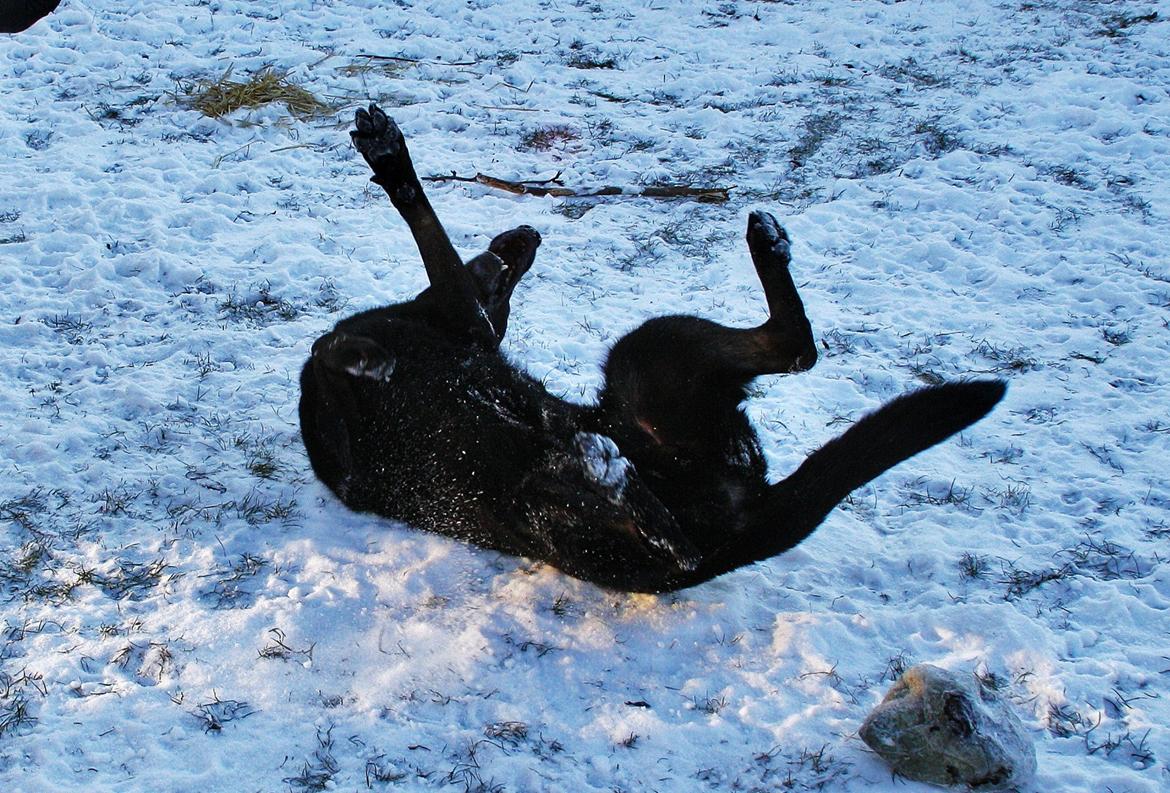 Schæferhund King - Ibber nyder det dejlige vejr og viser han kan rulle rundt :) billede 12