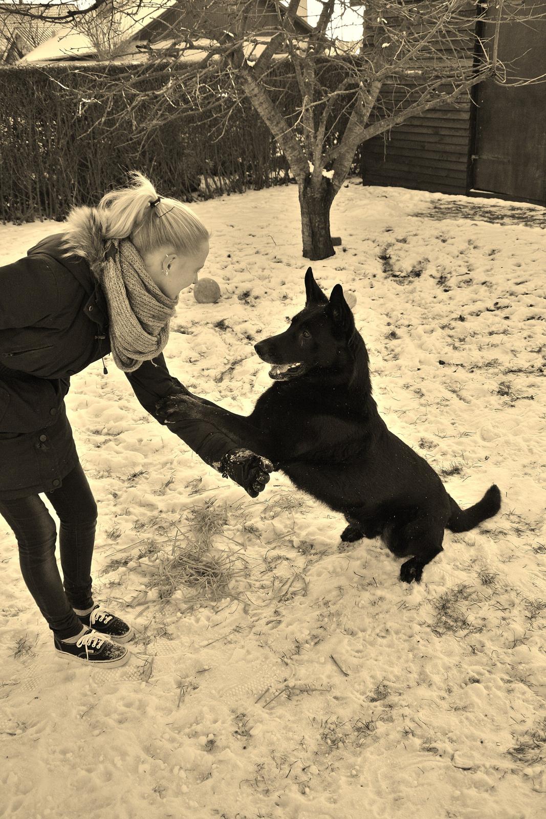 Schæferhund King - Ib giver begge porter billede 18