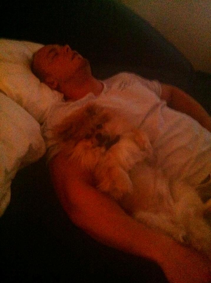 Pomeranian Basse - Putter hos far billede 5