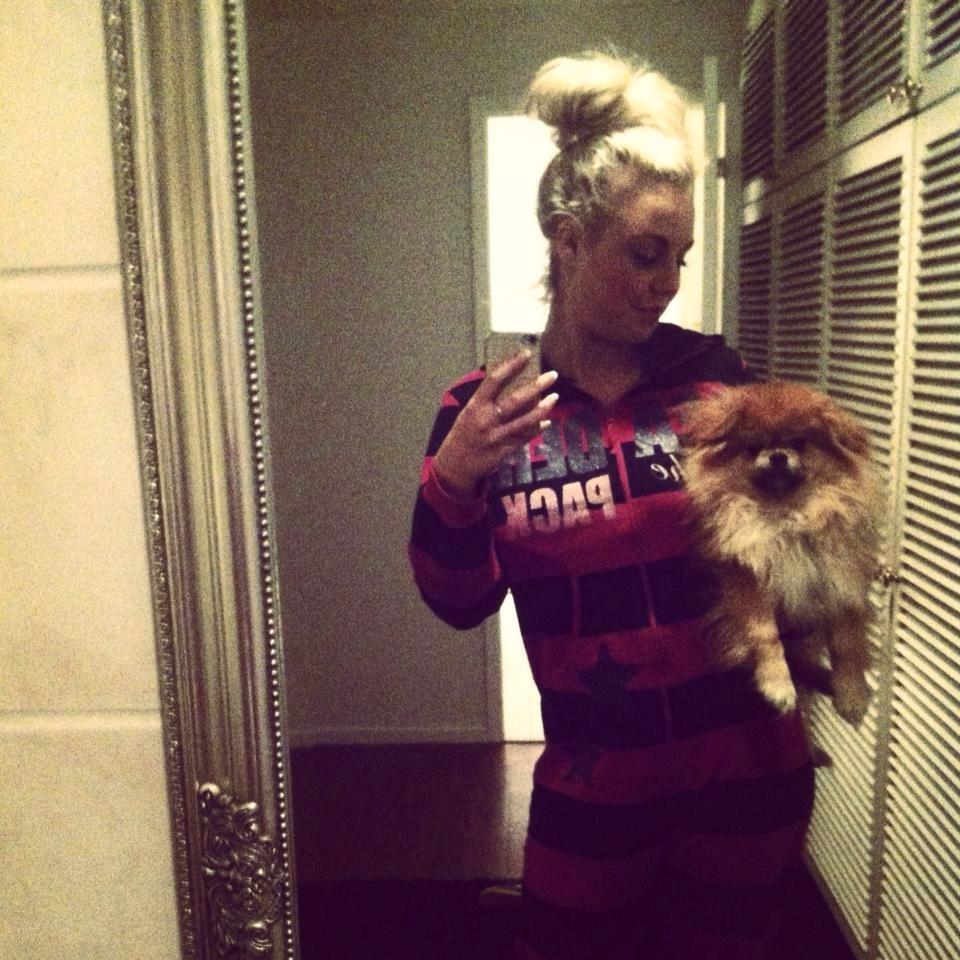 Pomeranian Basse billede 3