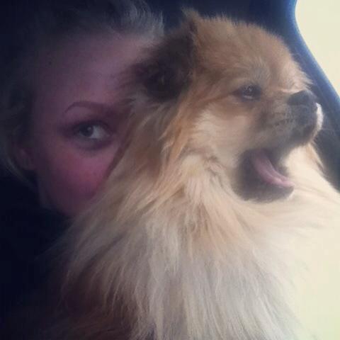 Pomeranian Basse billede 4