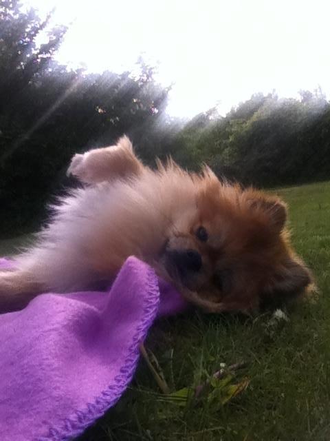 Pomeranian Basse - Hygge i haven billede 6