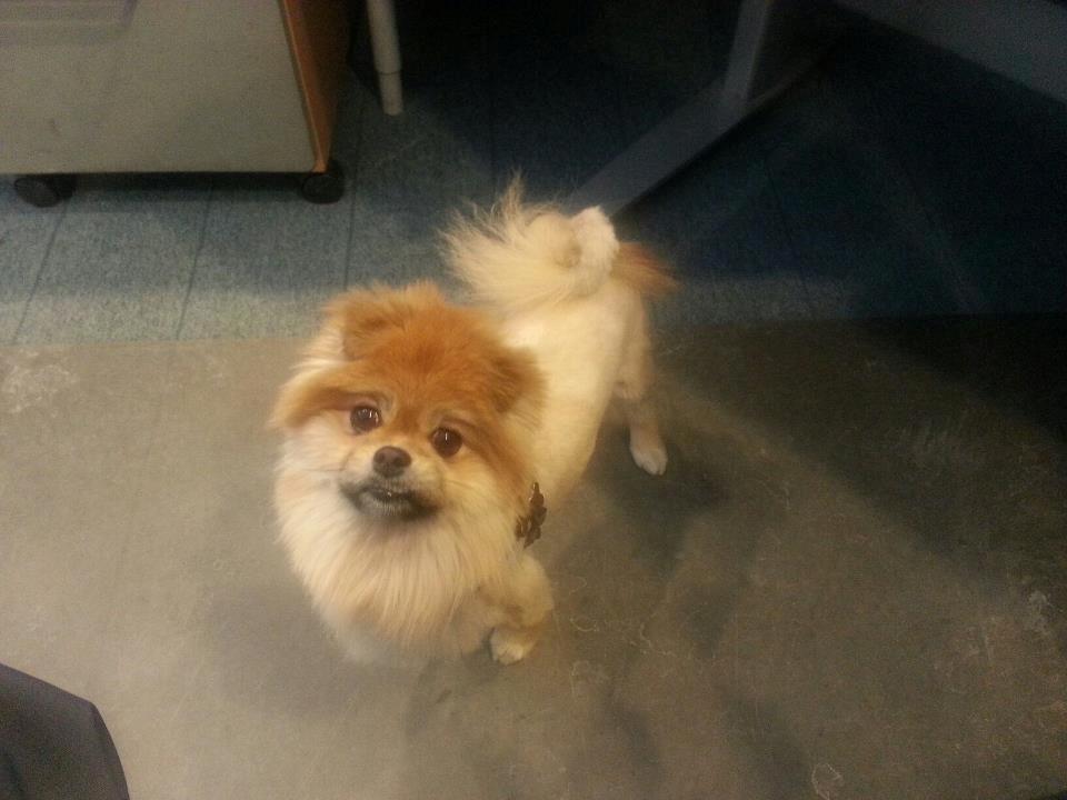 Pomeranian Basse - Sommerklip - jeg havde på ingen måde noget med den beslutning!! billede 7