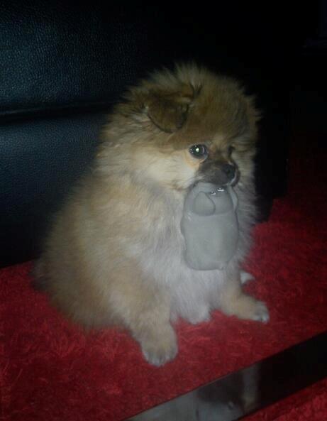 Pomeranian Basse - Som hvalp:-) billede 8