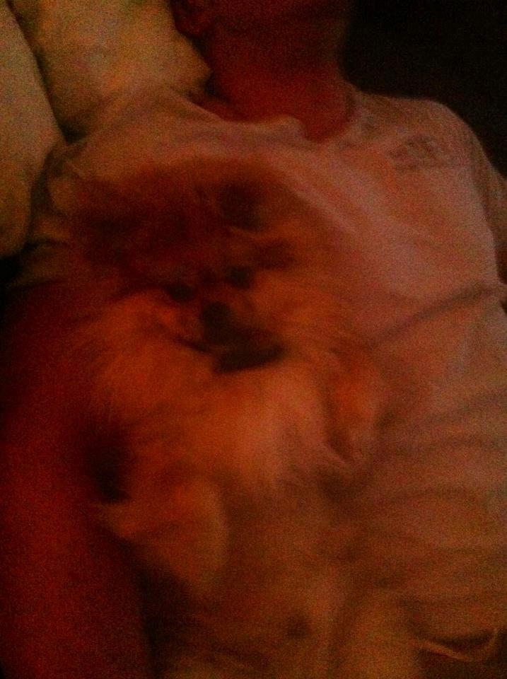 Pomeranian Basse billede 9