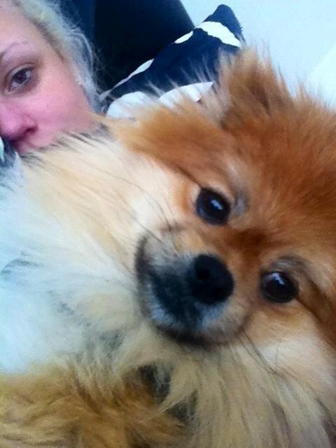 Pomeranian Basse billede 10