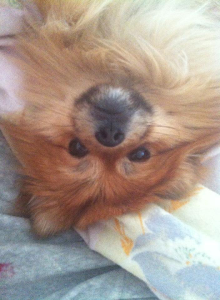 Pomeranian Basse billede 1