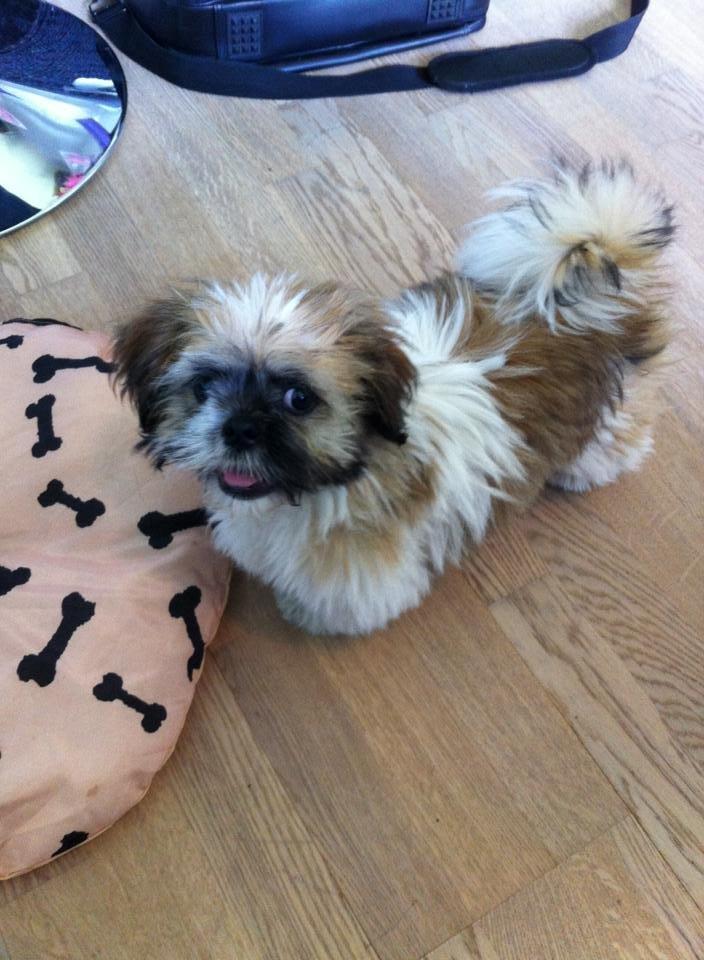 Shih tzu Baloo billede 6