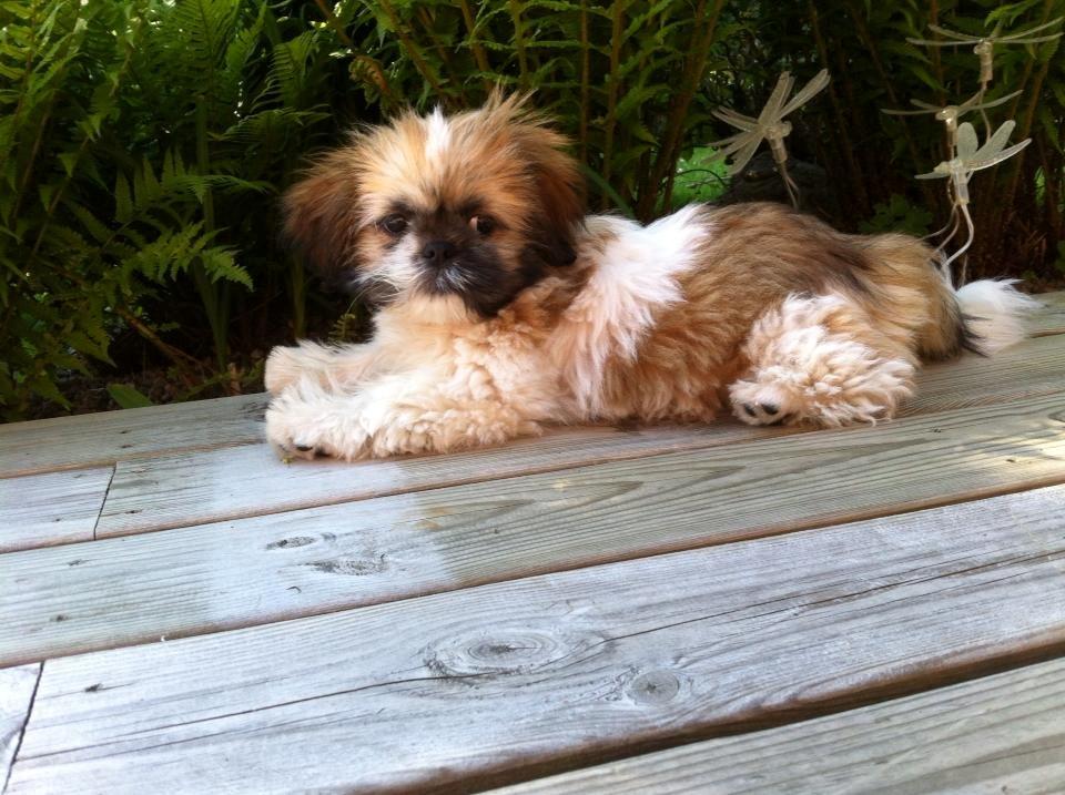 Shih tzu Baloo billede 4