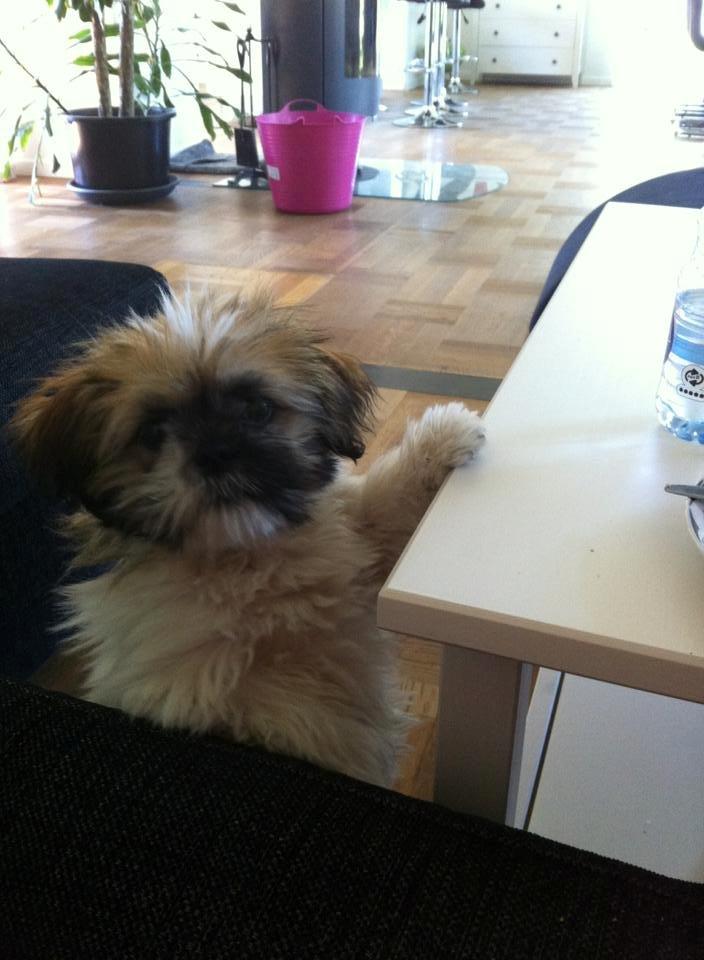 Shih tzu Baloo billede 14