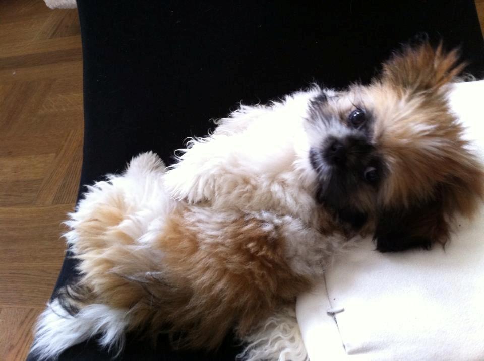 Shih tzu Baloo billede 3