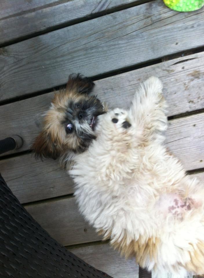 Shih tzu Baloo billede 15