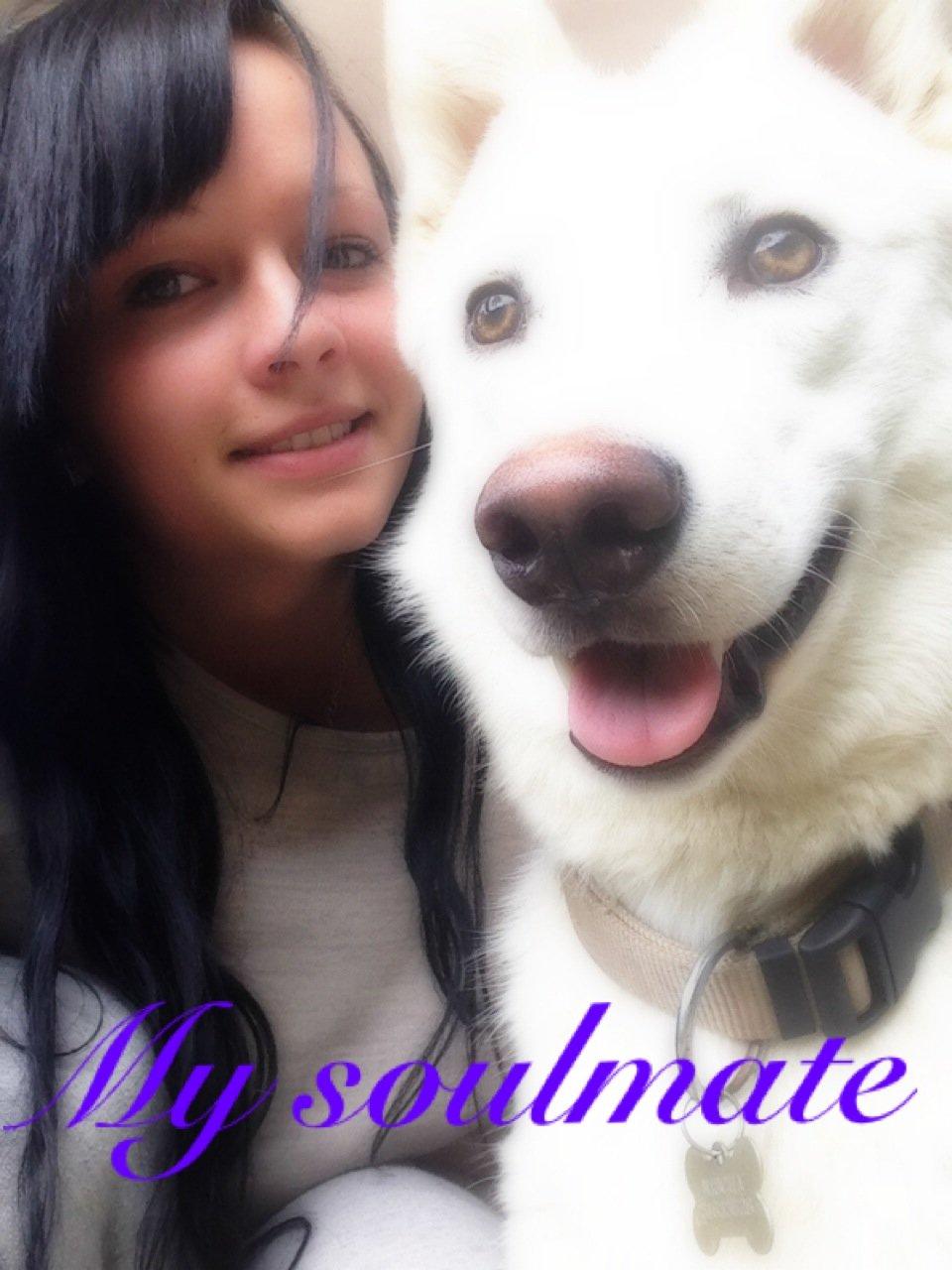 Hvid schæfer Nischa billede 1