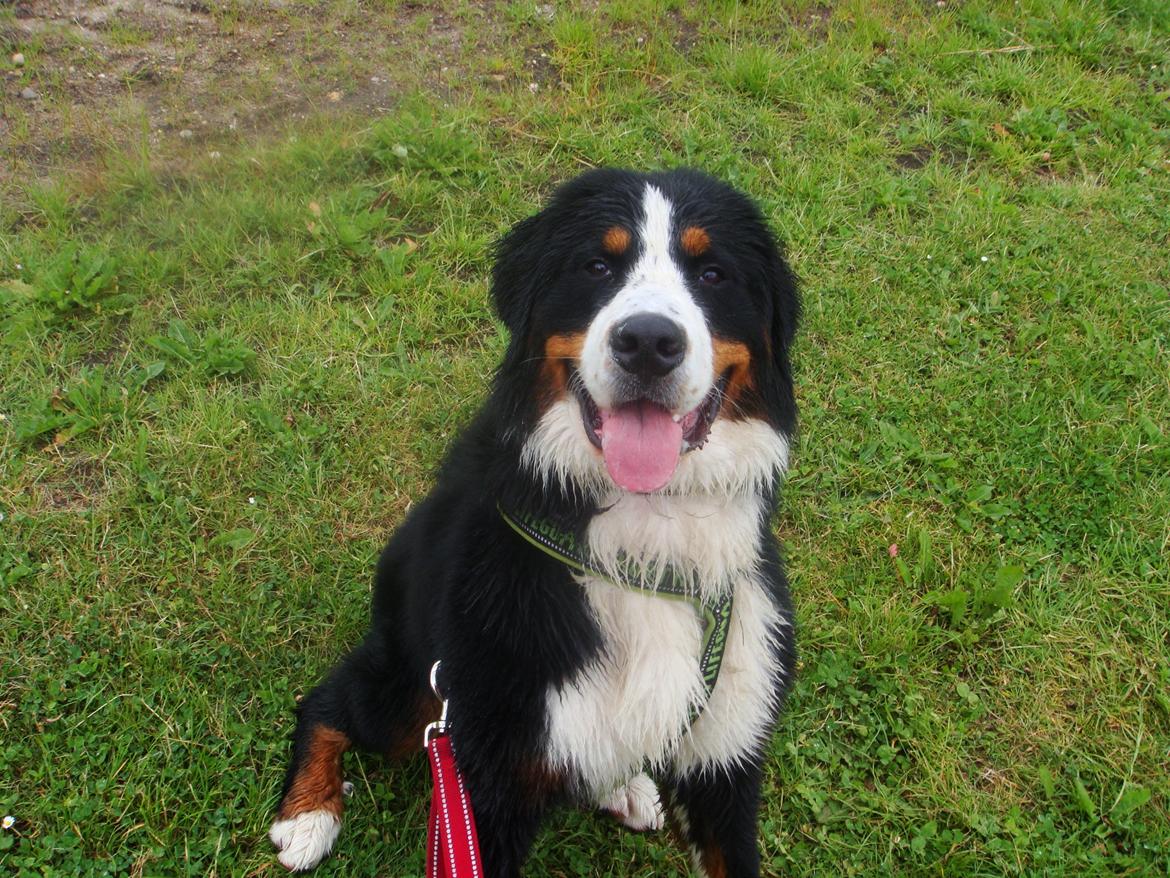 Berner sennenhund Samson billede 20