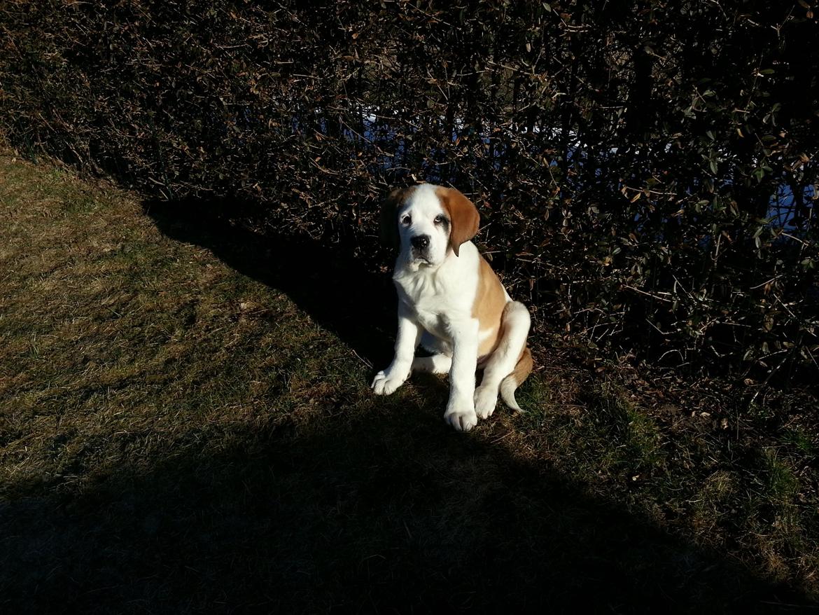 Sankt bernhardshund Rabomba Biggie. R.I.P. - Det er mig der bestemmer her.. det er jeg helt sikker på jeg kommer til at gøre. billede 16