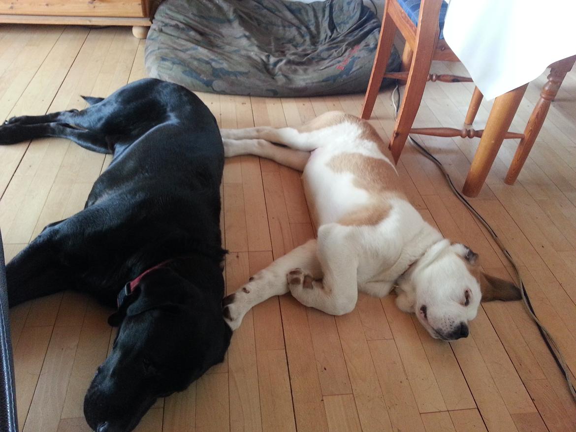 Sankt bernhardshund Rabomba Biggie. R.I.P. - Zzzzz. billede 17