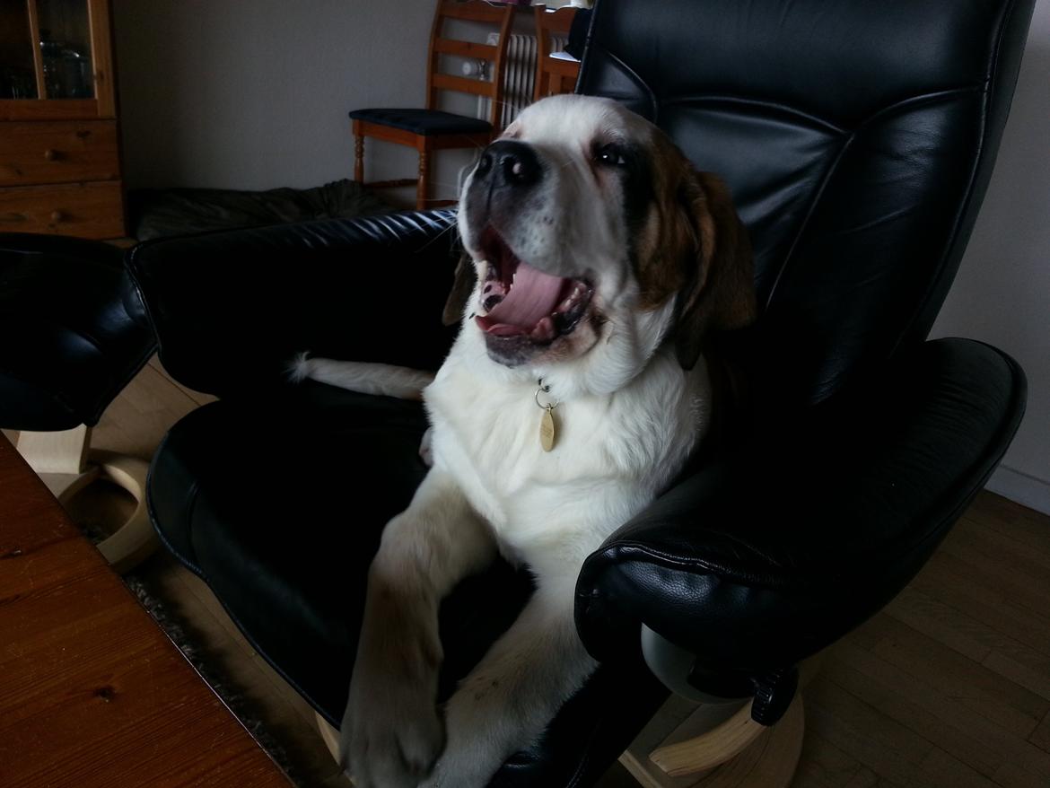 Sankt bernhardshund Rabomba Biggie. R.I.P. - Jeg indtog lige fars stol. billede 18