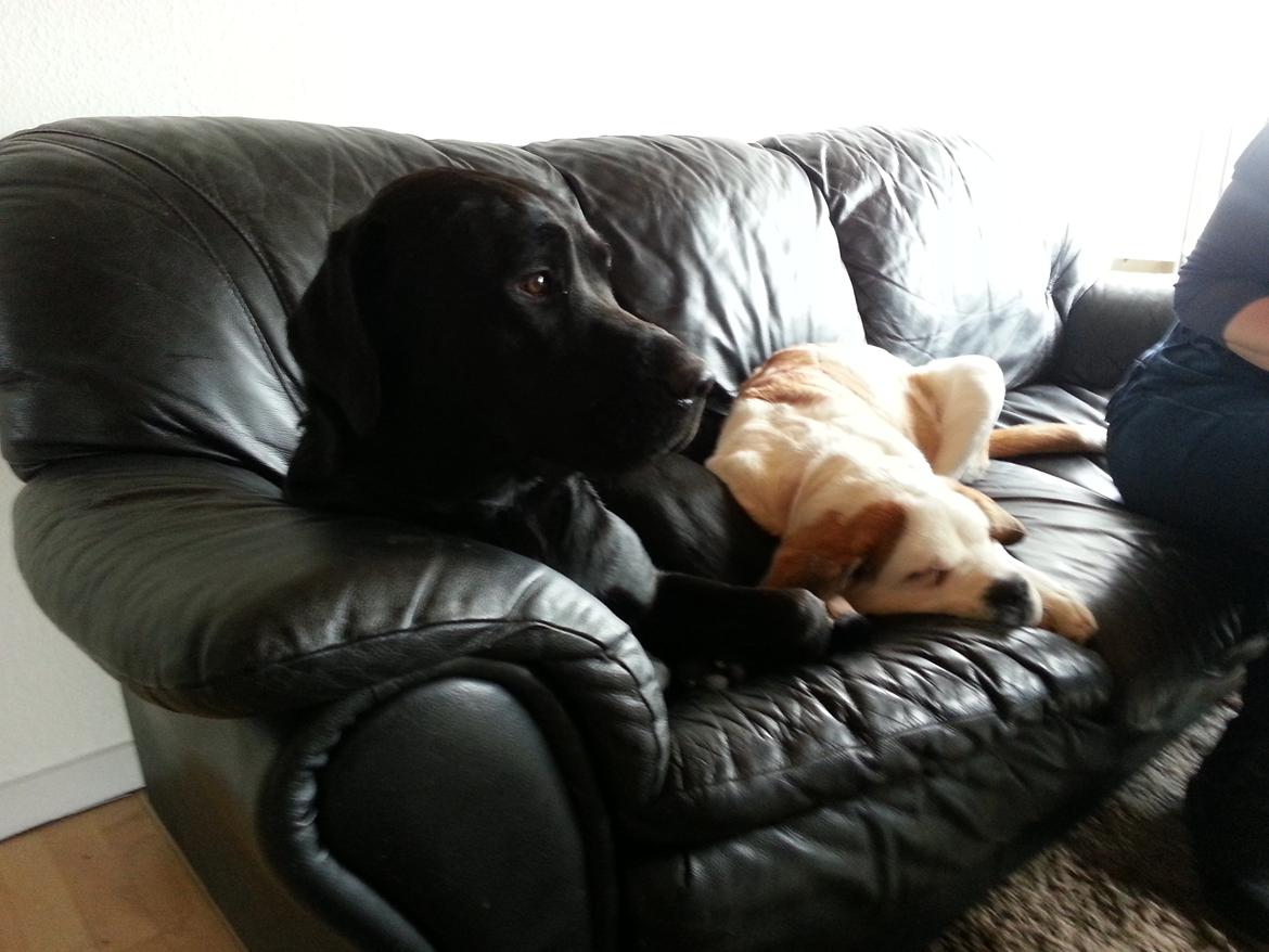 Labrador retriever Bamse. R.I.P. billede 11