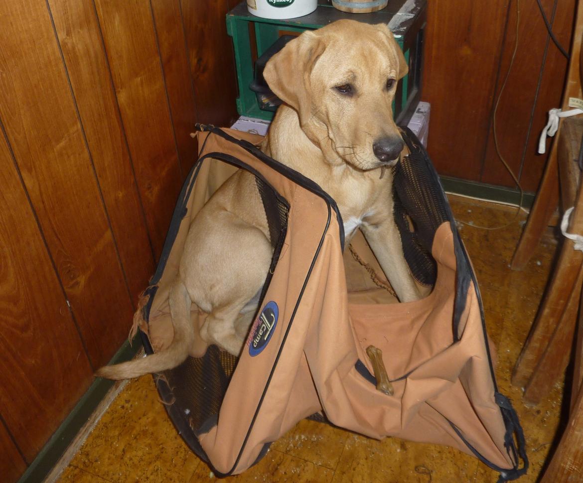 Broholmer Idun - svært når ens ynglingshule bliver for lille billede 4