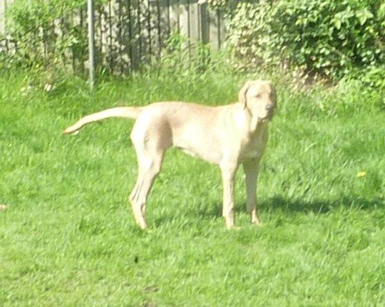 Broholmer Idun - Idun her 6 mdr. billede 6