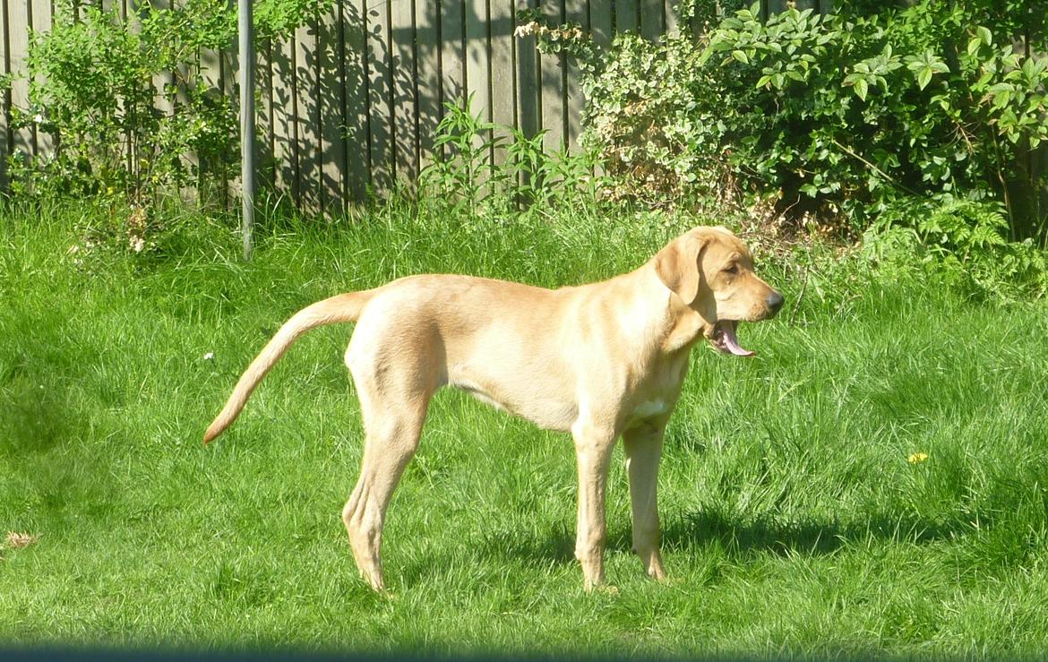 Broholmer Idun billede 7