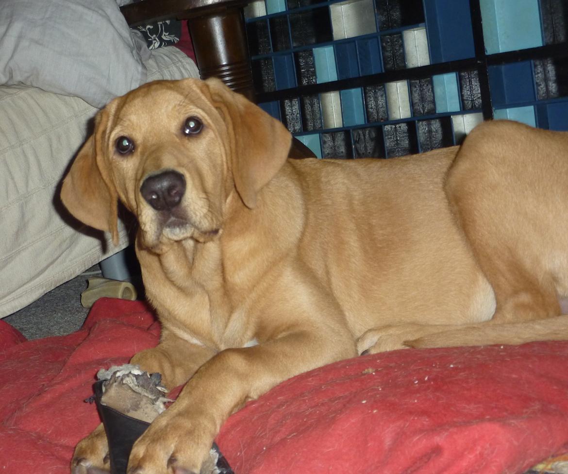 Broholmer Idun billede 8