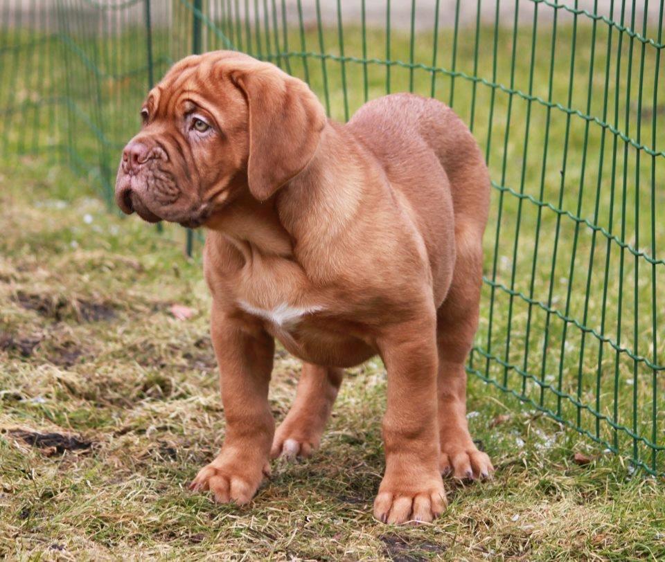 Dogue de bordeaux Tor billede 1