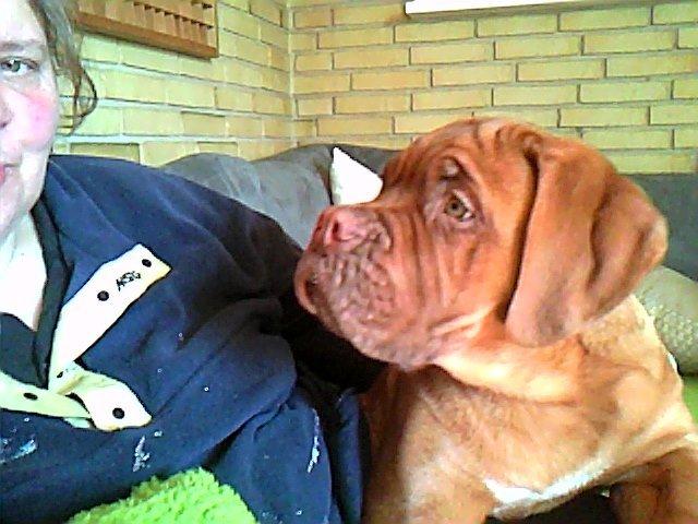 Dogue de bordeaux Tor billede 2