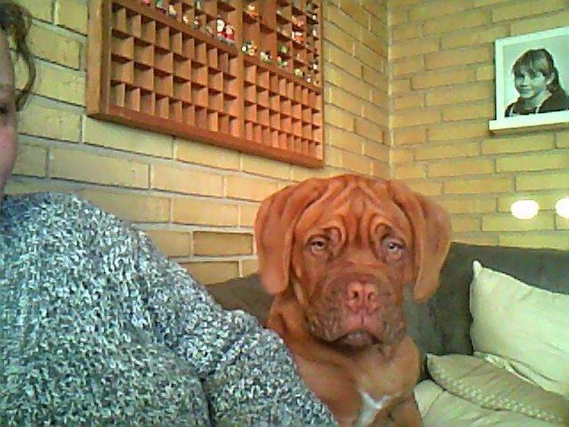 Dogue de bordeaux Tor billede 3