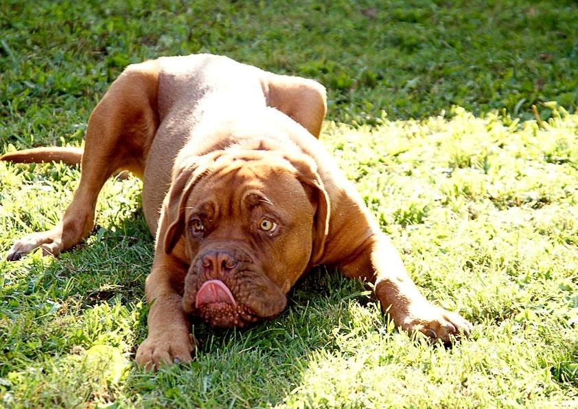 Dogue de bordeaux Tor billede 4