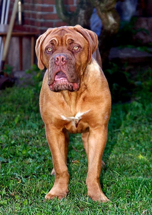 Dogue de bordeaux Tor billede 5