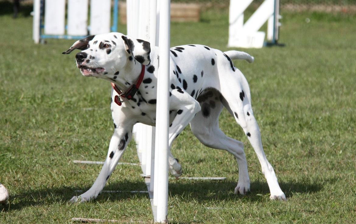 Dalmatiner Meizy billede 19