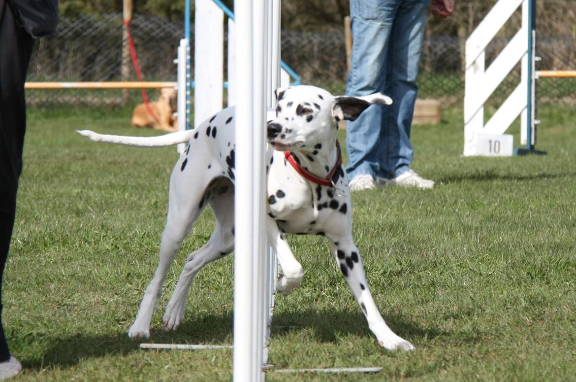 Dalmatiner Meizy billede 20