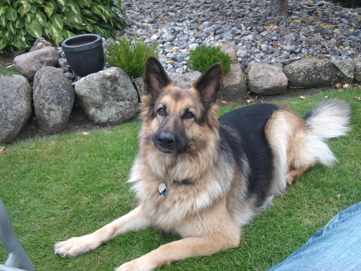 Schæferhund Cori - Hygger hos farmor :-) billede 1