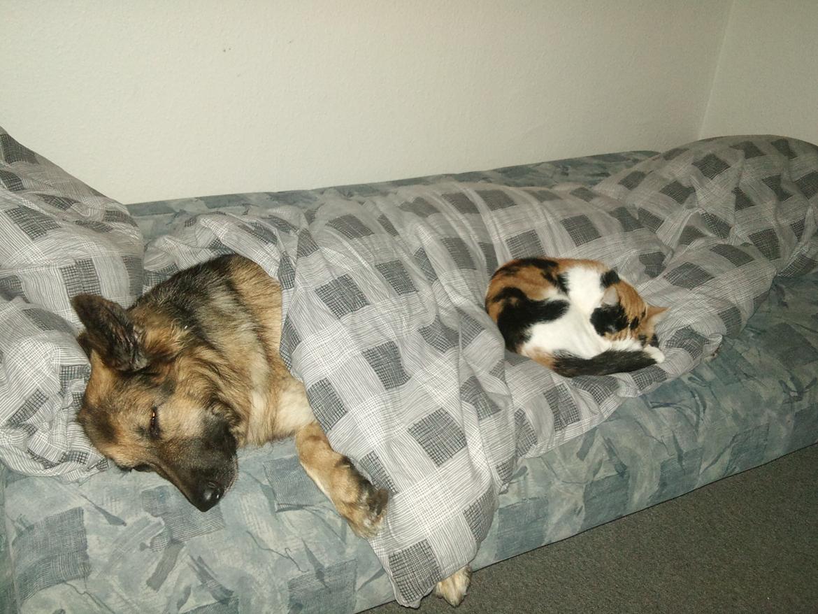 Schæferhund Cori - Får sig lige en morfar med missen.. billede 2