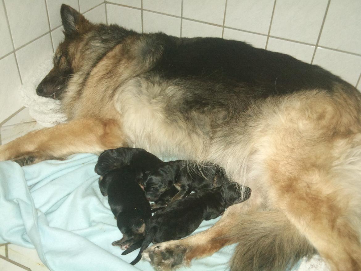 Schæferhund Cori - Cori med hendes første kuld hvalpe <3 billede 3