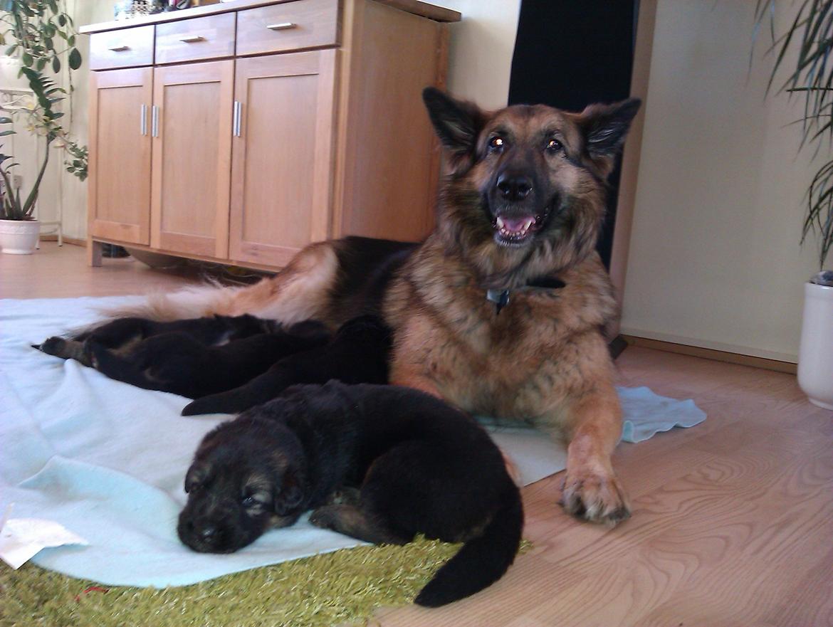 Schæferhund Cori billede 4