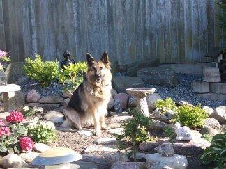 Schæferhund Cori billede 5