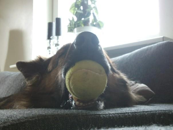 Schæferhund Cori - Sover med bolden i munden. Skøre vaps! billede 6