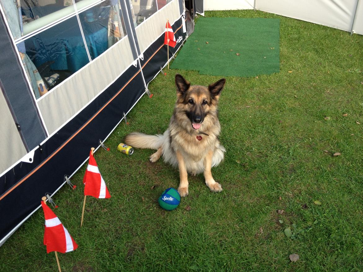 Schæferhund Cori - Med på camping, æhæhæh :-P billede 7