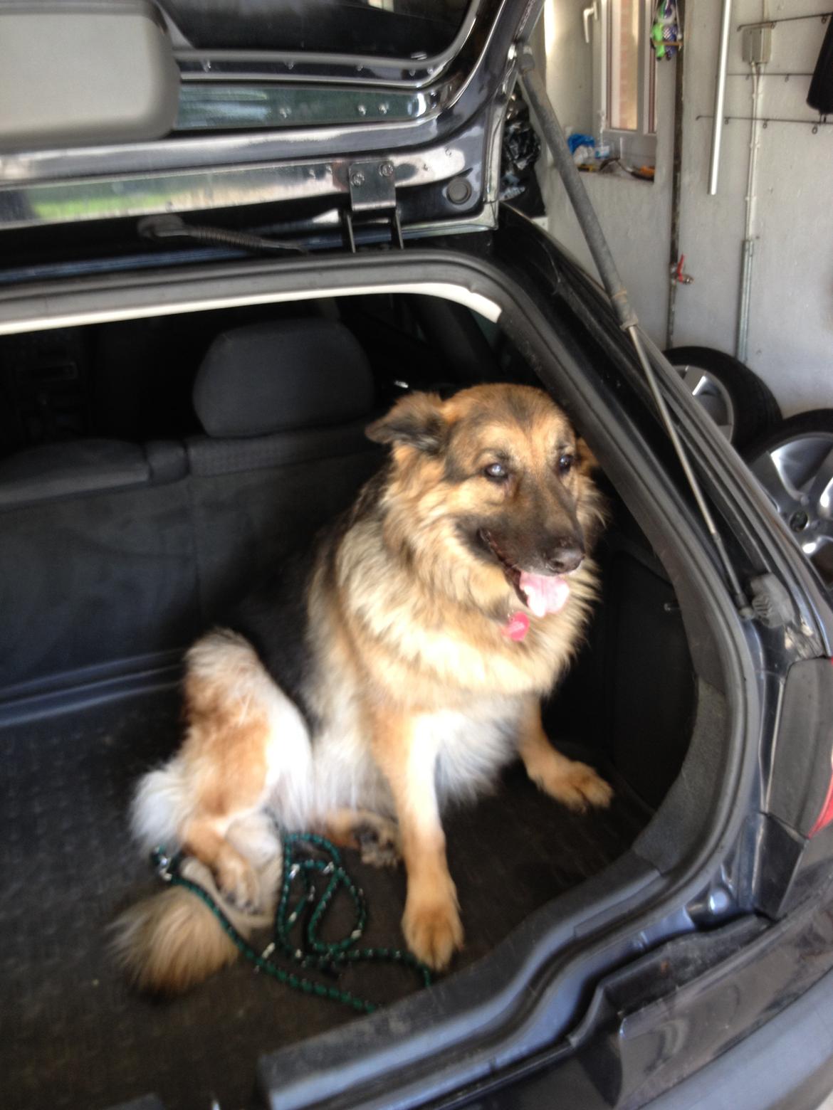 Schæferhund Cori billede 8