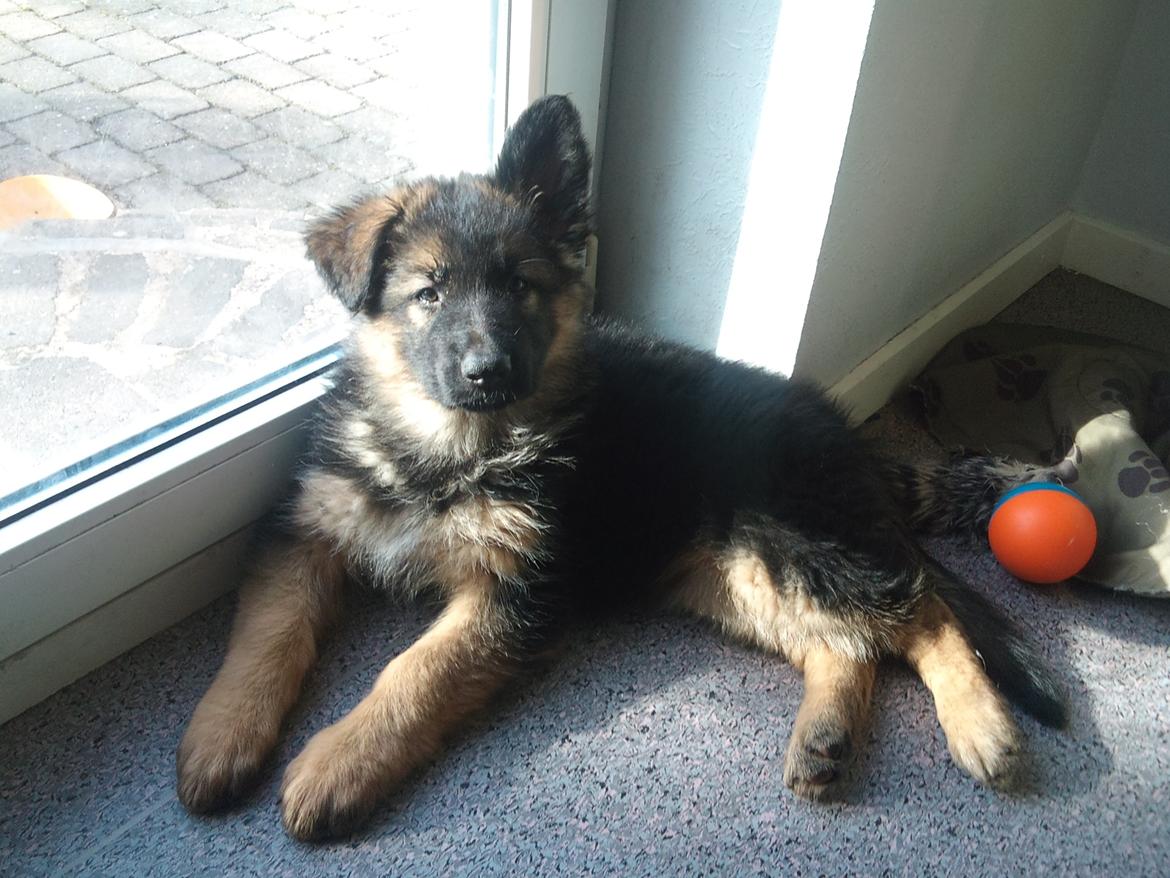 Schæferhund Rico - 2012 - © NBP billede 3