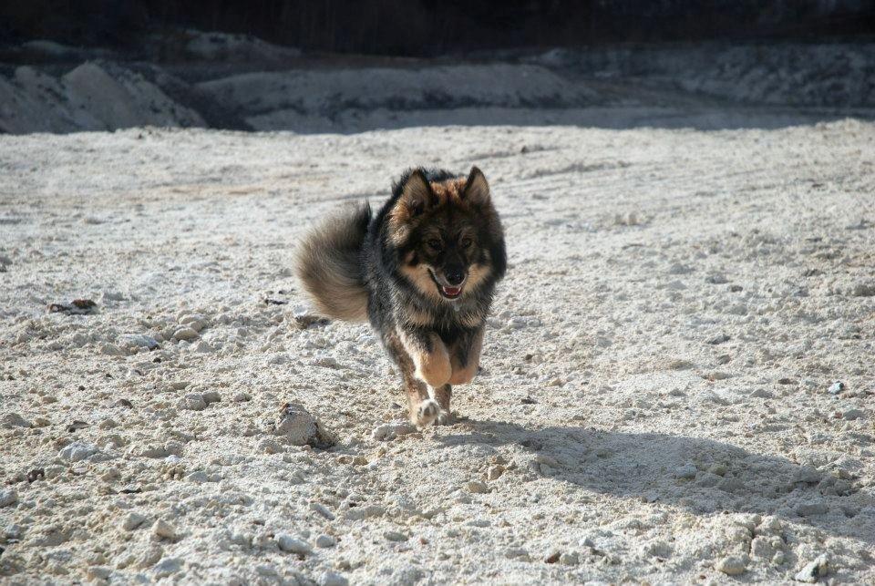 Finsk lapphund Balto billede 3