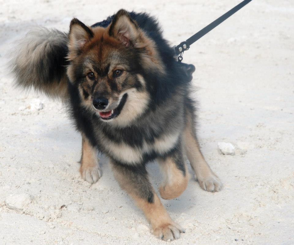 Finsk lapphund Balto billede 1