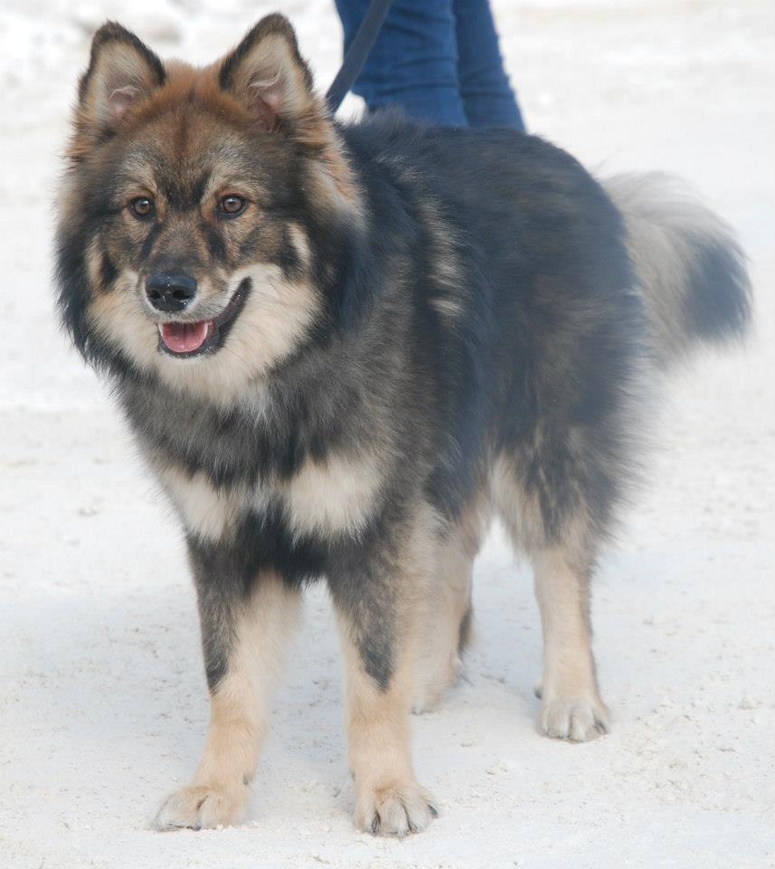 Finsk lapphund Balto billede 5