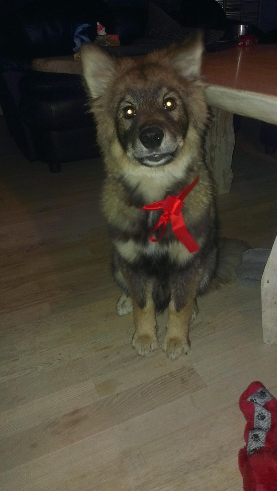 Finsk lapphund Balto billede 15