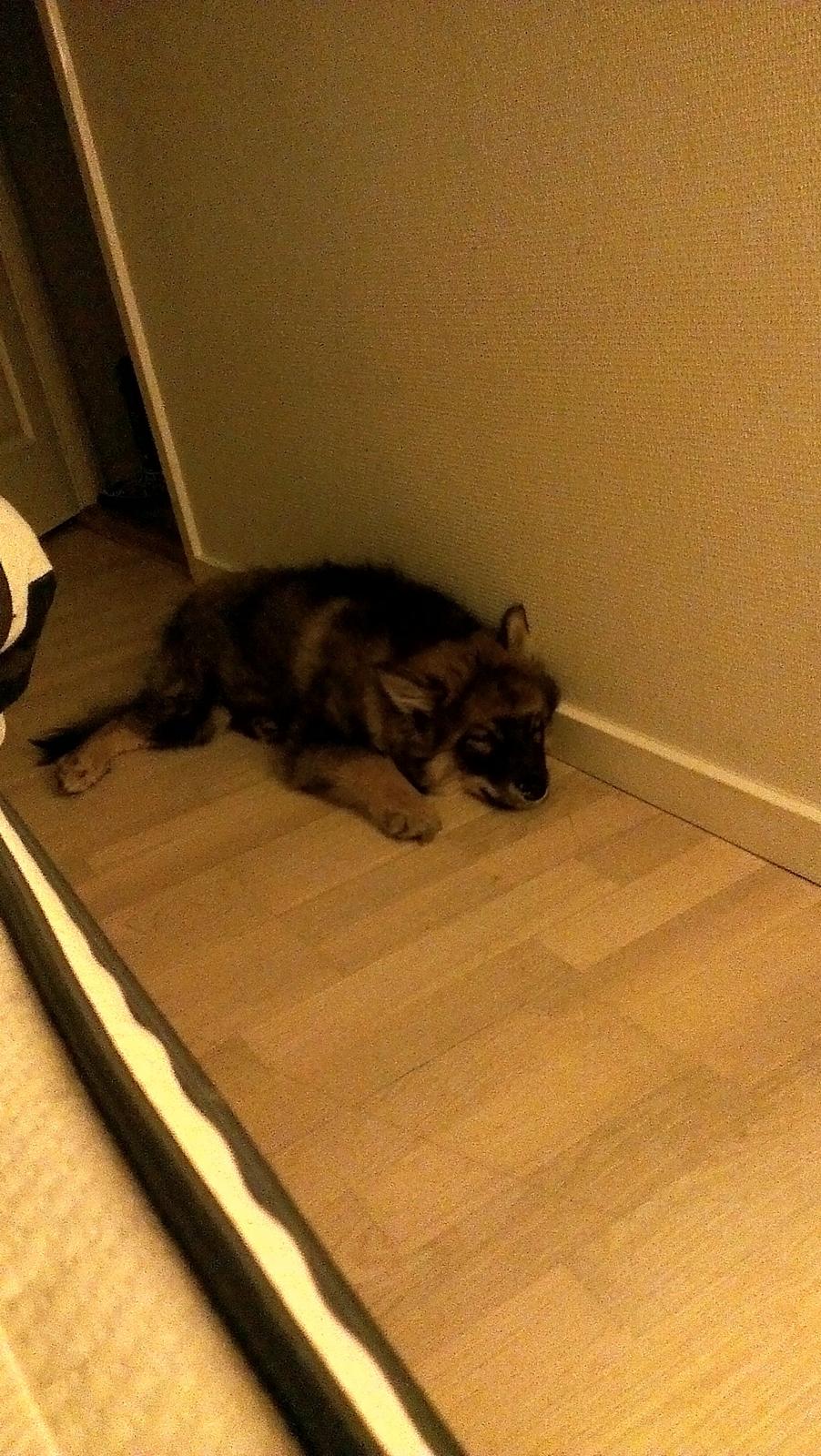 Finsk lapphund Balto billede 19