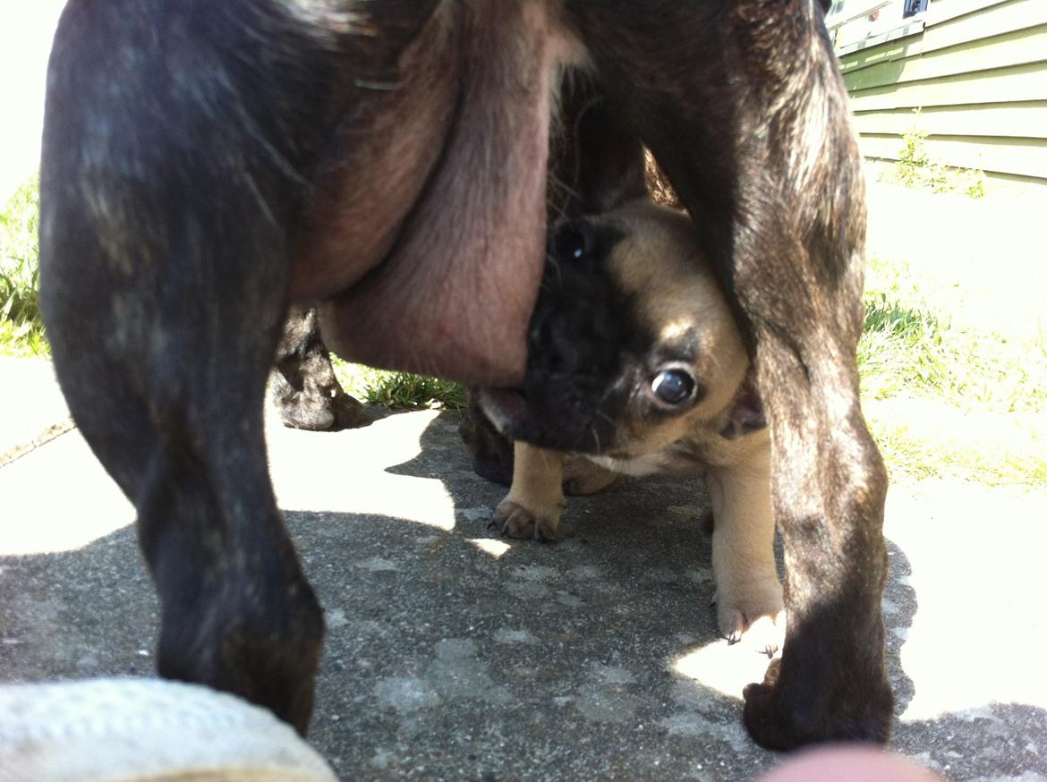 Fransk bulldog Flakse billede 5