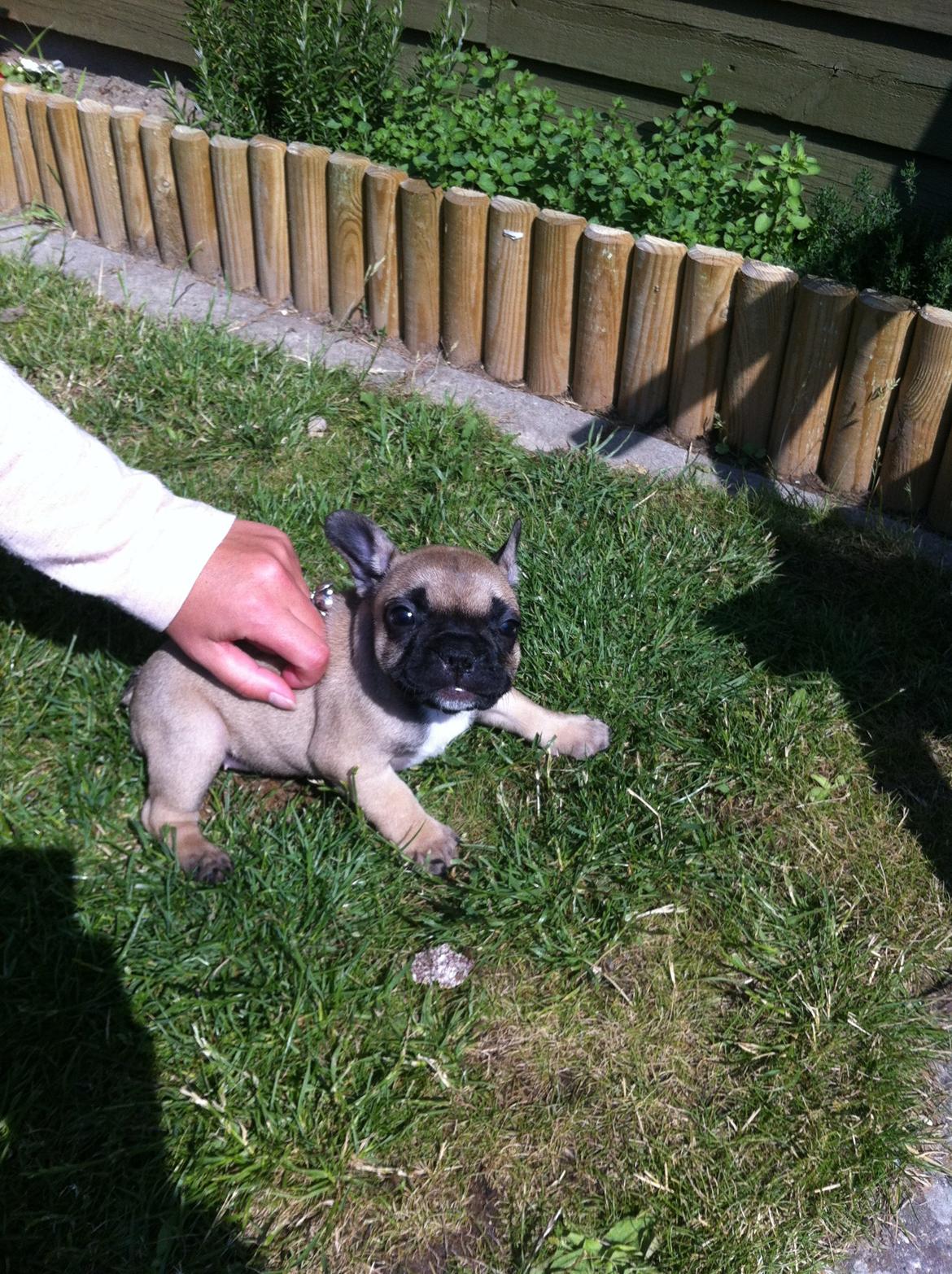 Fransk bulldog Flakse billede 2